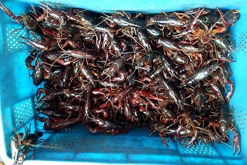 С���r�Bֳ����w�F�r�I(y��)�Ƽ�