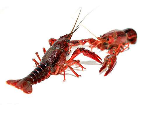 С���r�Bֳ�ľGɫ���������B(t��i)�Bֳ���g(sh��)̽��