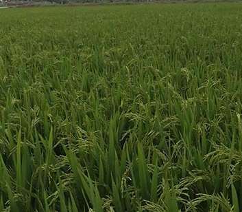 �о�ˮ���Nֲ���P(gu��n)�I���