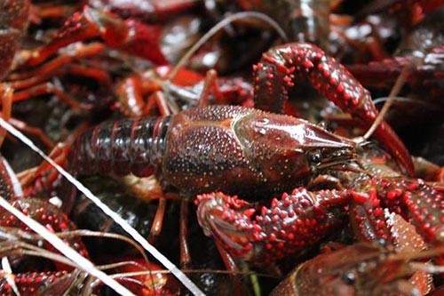 С���r�Bֳ�a(ch��n)���ľC��Ӱ���������Щ