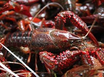 С���r�������İY��