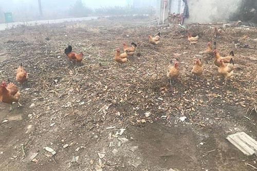 ���·����u����ι���