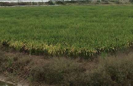 �Nֲһ��ˮ����Ҫ���ٳɱ�