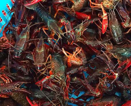 С���r�Bֳ���傀(g��)�`�^