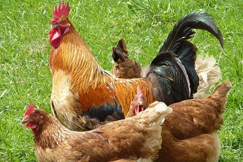 ���u֧���˨������������