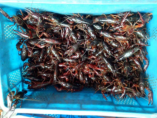 原生態(tài)大龍蝦 原生態(tài)大龍蝦