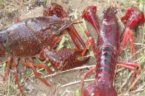 ԭ���B(t��i)�����r