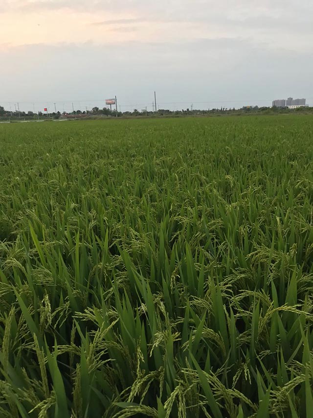 水稻種植 水稻種植