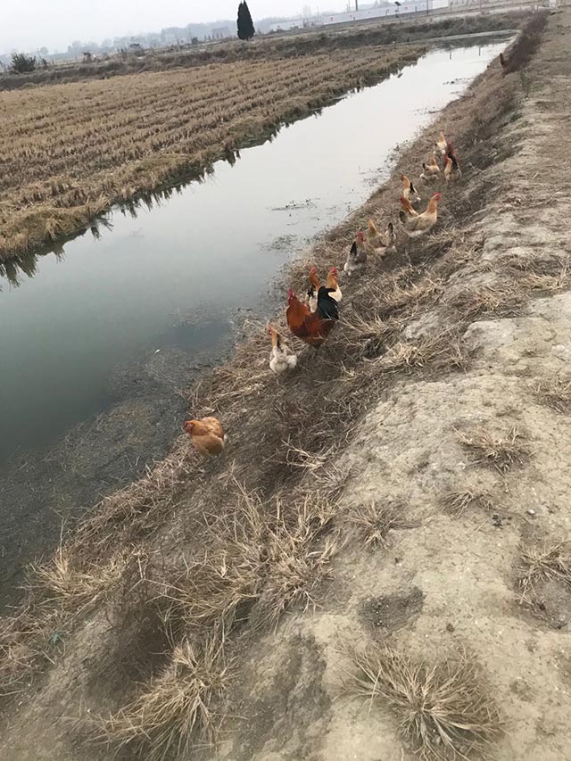 農家土雞 農家土雞