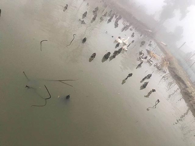 土鴨土鵝 土鴨土鵝