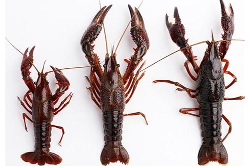 ԭ���B(t��i)С���r