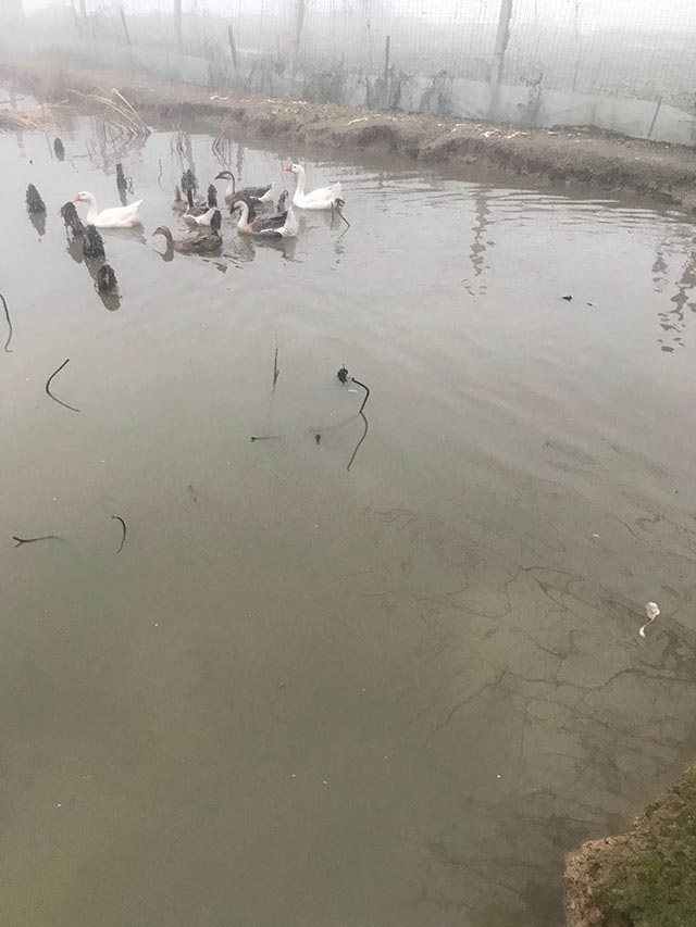 土鴨土鵝 土鴨土鵝