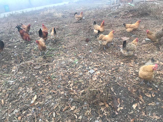 農家土雞 農家土雞