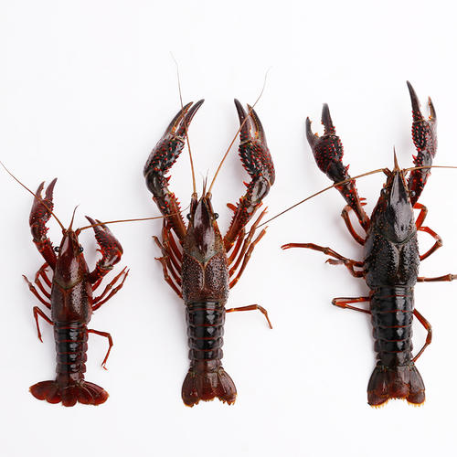 原生態(tài)小龍蝦 原生態(tài)小龍蝦