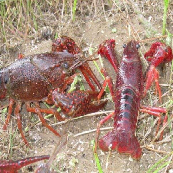 原生態(tài)大龍蝦 原生態(tài)大龍蝦