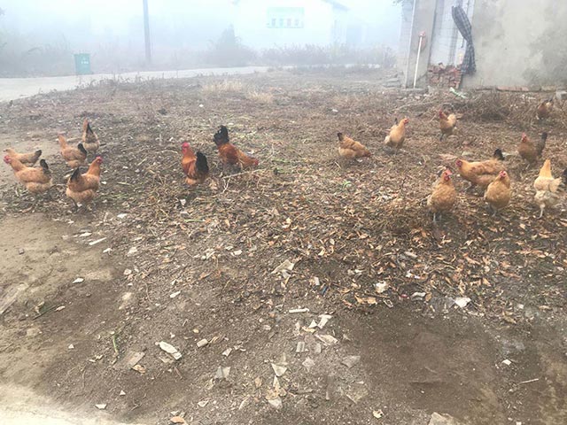 農家土雞 農家土雞