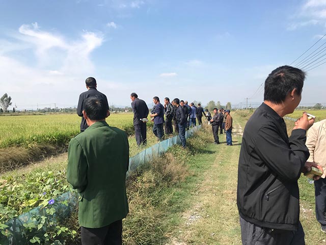 水稻種植 水稻種植