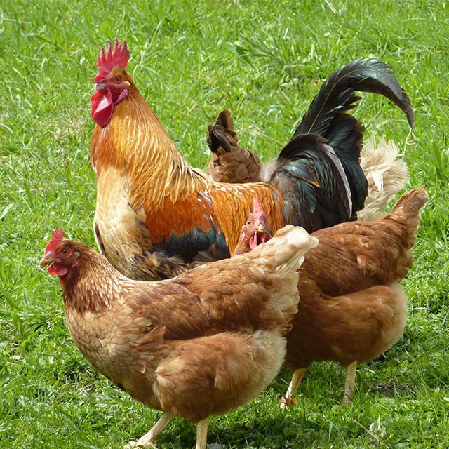 農家土雞 農家土雞