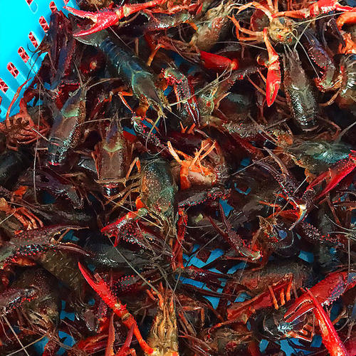 小龍蝦生態(tài)養殖 小龍蝦生態(tài)養殖